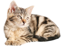 Accessoires pour chats