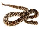Accessoires pour reptiles