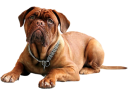 Hundetilbehør