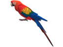 Lintutarvikkeet ja papukaijatarvikkeet