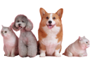 Para mascotas Para mascotas