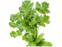 Semienka byliniek Semienka byliniek