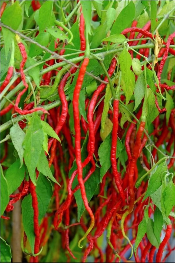 20 sztuk nasion chili THUNDER MOUNTAIN LONGHORN nasiona chili czerwone nasiona chili Capsicum annuum łatwe w uprawie 1