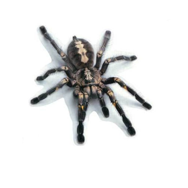 3D Autoaufkleber mit realistischem Tiermotiv Dekoration für die Motorhaube oder den Kotflügel mit räumlichem Effekt Größe etwa 16 bis 18 cm 4