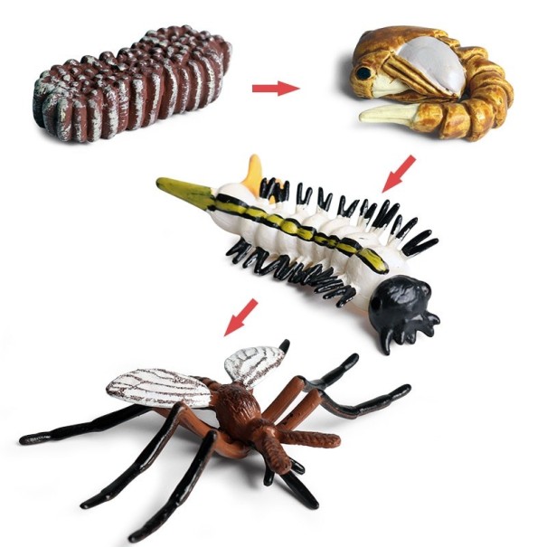 Myggans livscykelfigurer 4 st 1