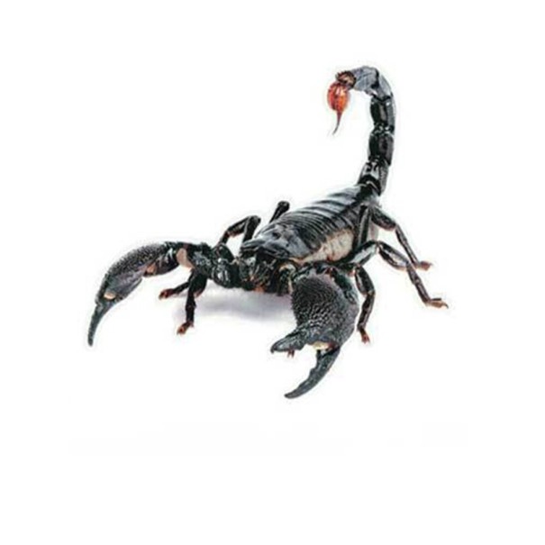 Adesivo 3D per auto animale 2