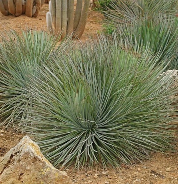 Agave striata subsp. striata siemenet, 10 kpl, mehikasvi kapeilla hopean sinisillä lehdillä tiheässä tuuhessa, istutus astioihin ja keräilijöille 1