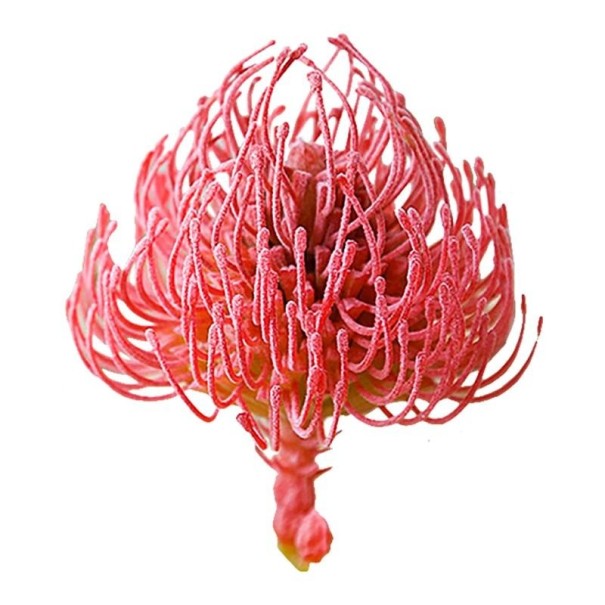 Artificial Succulent C642 14