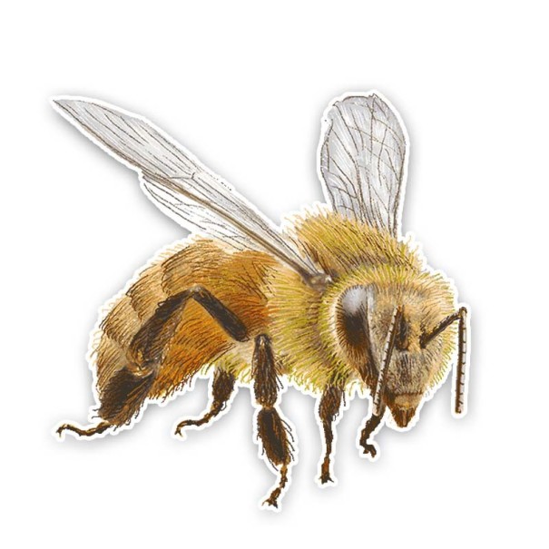 Autocollant abeille B490 1