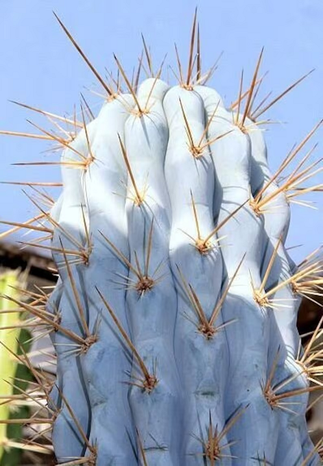Azureocereus hertlingianus Browningia hertlingiana druh kaktusu Jednoduché pestovanie vonku 15 ks semienok 1
