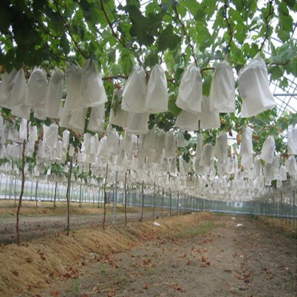 Beskyttelsesposer til frugt lavet af non-woven stof 50 stk. 1