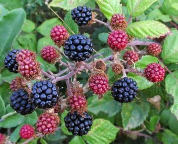 Blackberry Rubus ulmifolius Vad szeder Könnyen termeszthető a szabadban 300 mag 1