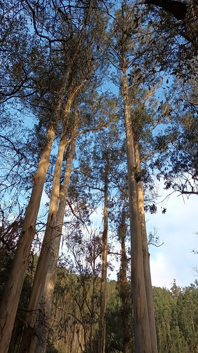 Blahovičník guľatoplodý Eucalyptus globulus blahovičník austrálsky neopadavý listnatý strom Jednoduché pestovanie vonku 120 ks semienok 1