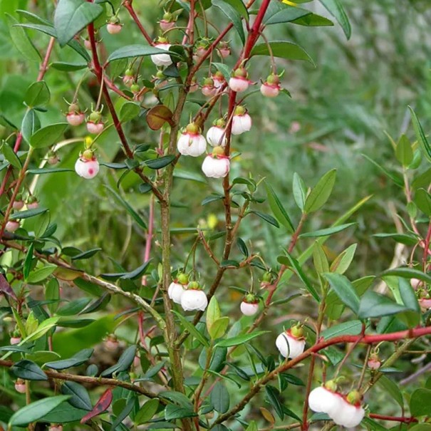 Blaubeersamen Ugni molinae 20 Stk Immergrüner Strauch mit weißen glockenförmigen Blüten und essbaren Früchten Für den Garten und den Topf auf der Terrasse