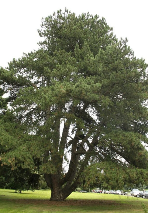 Borovice černá Pinus nigra jehličnatý strom Snadné pěstování venku 35 ks semínek 1