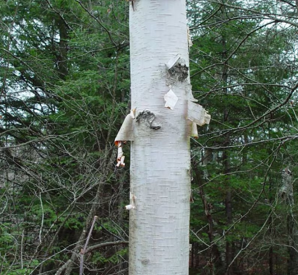Breza papierovitá Betula papyrifera listnatý strom Jednoduché pestovanie vonku 150 ks semienok 1