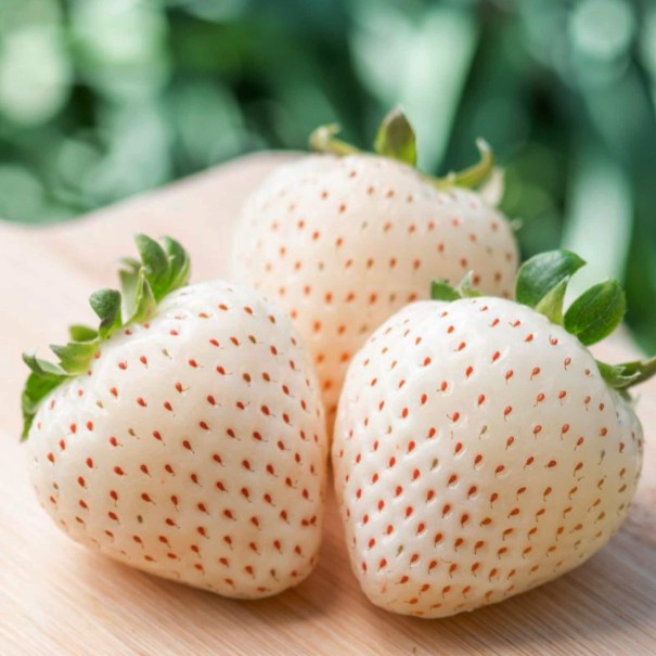 Căpșuni Semințe de apini căpșuni albe ușor de cultivat în interior, în aer liber, în ghivece, pe balcoane Semințe de Fragaria ananassa 15 buc. 1