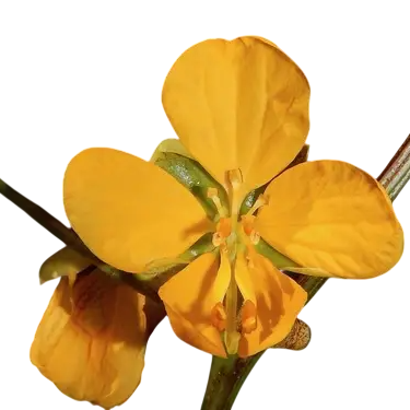 Cassia occidentalis Samen, Westliche Kasie 20 Stück, tropischer Strauch mit gelben Blüten für den Anbau im Garten und im Topf, exotische Pflanze