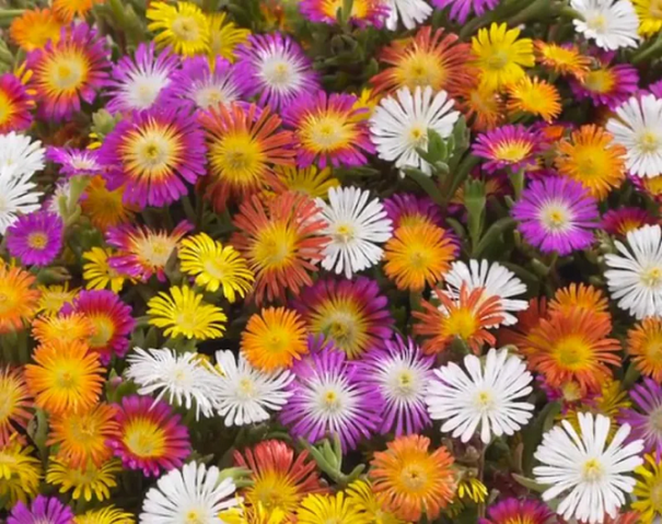 Comfrey Daisy Color Mix Delosperma Mix Roślina wieloletnia Łatwa w uprawie na zewnątrz 200 nasion 1
