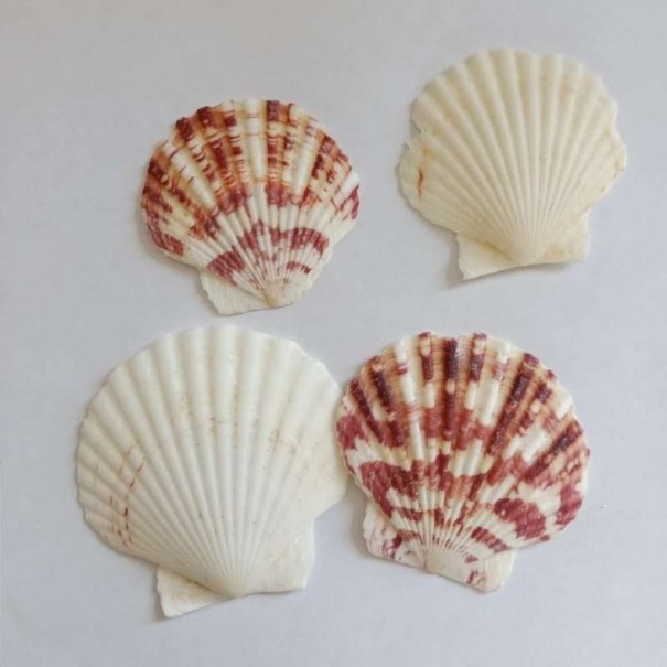 Coquille marine 10 pcs 1