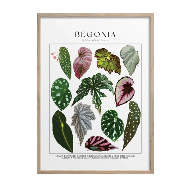 Decoratieve wandposter met bladeren van begonia 50 × 70 cm print op canvas zachte botanische afbeelding zonder lijst interieurdecoratie 1