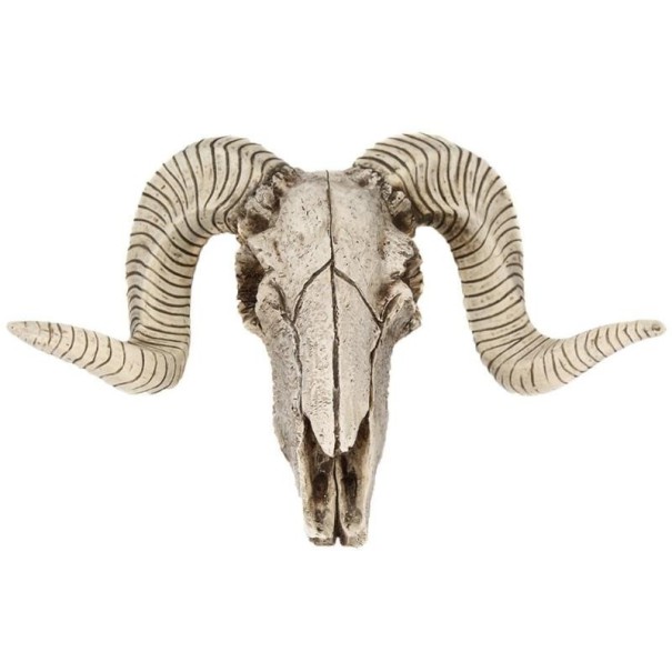 Dekoratív kecske koponyája 1
