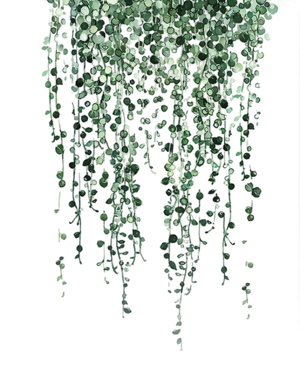 Dekorativní velkoformátový plakát listová liána převislá rostlina přírodní motiv 50 × 75 cm tisk na plátno zelené odstíny bez rámu 1