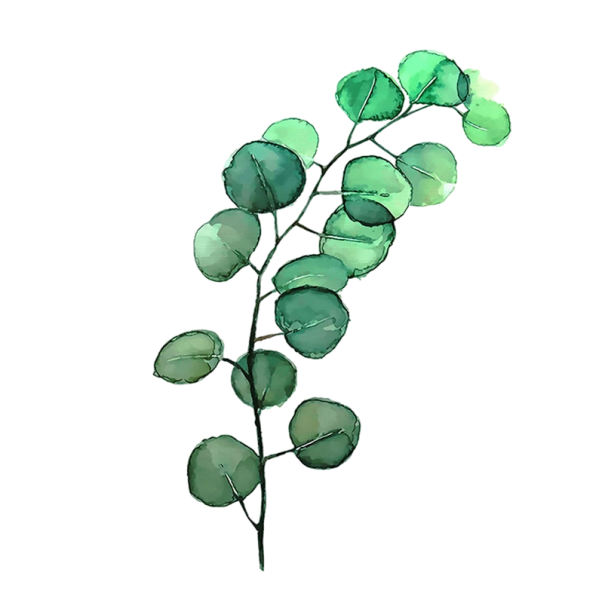 Designový nástěnný plakát s eukalyptovými listy 40 × 60 cm tisk na plátno zelený botanický motiv dekorace do interiéru bez rámu 1