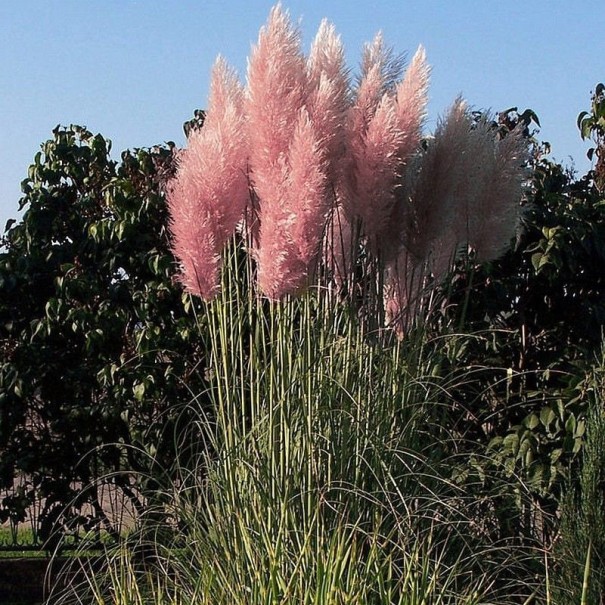 Díszfűmag Pampas fű rózsaszín Kortaderie kétlaki mag 20 db Könnyen szabadban termeszthető 1