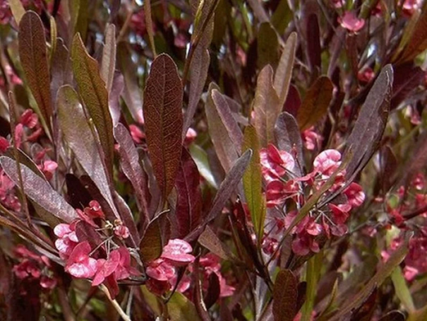 Dodonaea viscosa purpurea örökzöld cserje Könnyen termeszthető a szabadban 10 mag 1