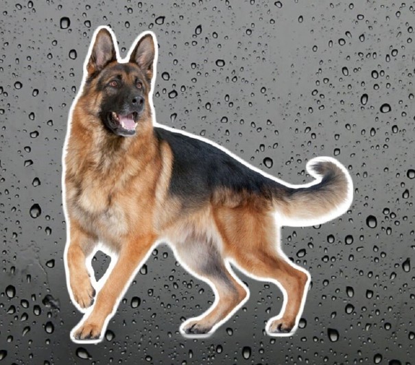 Duitse herder autosticker 3
