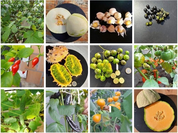 Duży zestaw nasion owoców egzotycznych Owoce egzotyczne Kiwano, pęcherzyca, Wonderberry, ogórek Saiko, arbuz, pepino, arbuz 12 odmian rzadkie nasiona 1