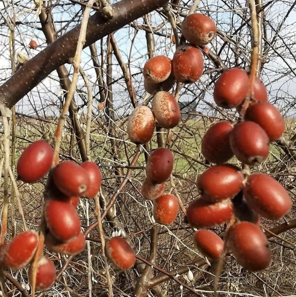 Elaeagnus Angustifolia Seeds Narrow-leaved Oleaster 20 pcs Tree With Red Fruits For Planting In The Garden And Landscape 1