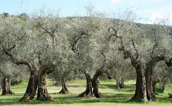 Európai olajfa Olea europaea örökzöld fa Könnyen termeszthető a szabadban 30 mag 1