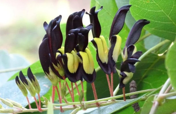 Fekete Kennedia Kennedia nigricans hegymászó cserje Könnyen termeszthető a szabadban 10 mag 1