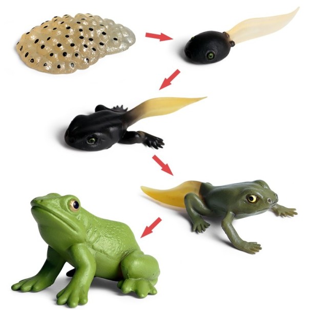 Figurki z cyklu życia żaby 5 szt 1