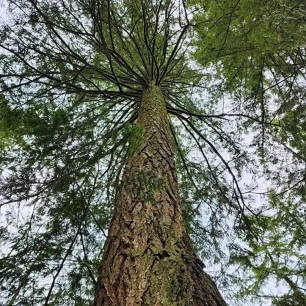 Frø af douglasgran Pseudotsuga menziesii 10 stk Eviggrøn nåletræ med grønne nåle Til haven og dyrkning af bonsai 1