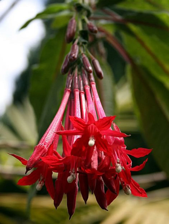 Fuchsie bolívijská Fuchsia boliviana Popínavá rostlina Snadné pěstování rychlý růst 30 ks semínek 1