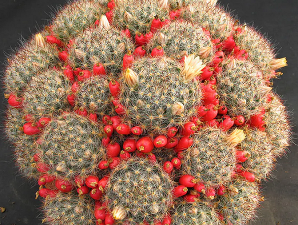 Gatunki kaktusów Mammillaria prolifera Łatwe w uprawie wewnątrz i na zewnątrz 15 sztuk nasion 1