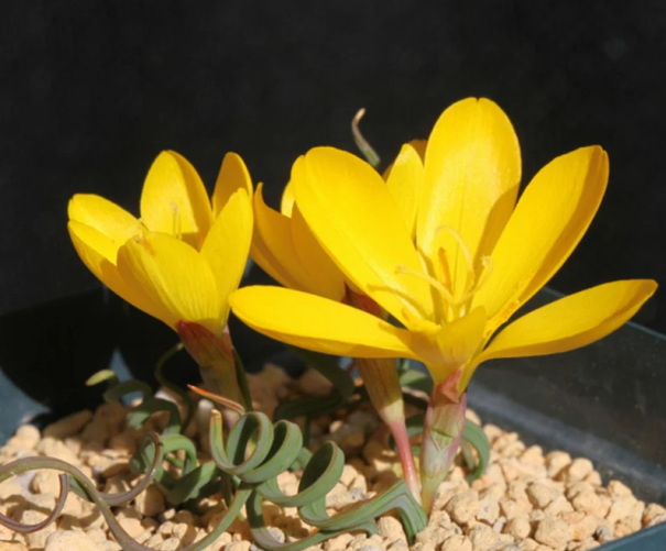 Geissorhiza Corrugata Seeds 10 db Sárga virágos magok Könnyen termeszthető 1