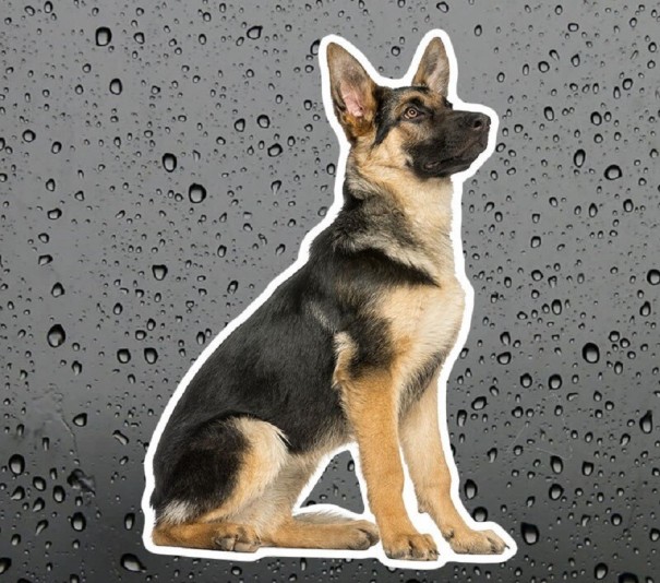 German Shepherd Car Sticker 1