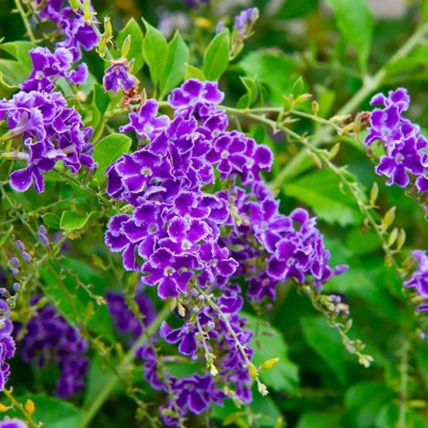 Graines de Duranta erecta 5 pcs buisson tropical à fleurs avec de petites fleurs violettes à bord blanc pour la culture en intérieur et sur la terrasse 1