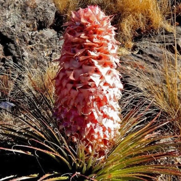 Graines de la plante Puya weberiana 5 pcs Bromélie ornementale avec des fleurs roses et une rosette de feuilles étroites À cultiver ou en serre 1