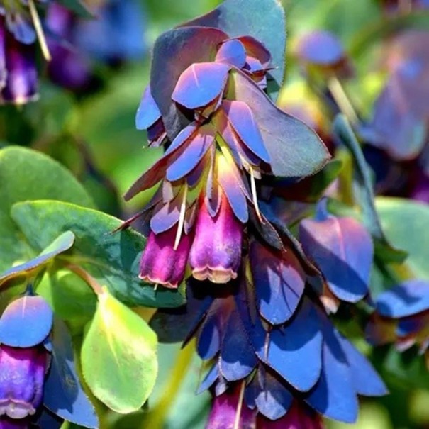 Größere Wachsblume Cerinthe major 10 Stk. ungewöhnliche bienenfreundliche einjährige Pflanze mit blauen glockenförmigen Blüten für Garten und Topf