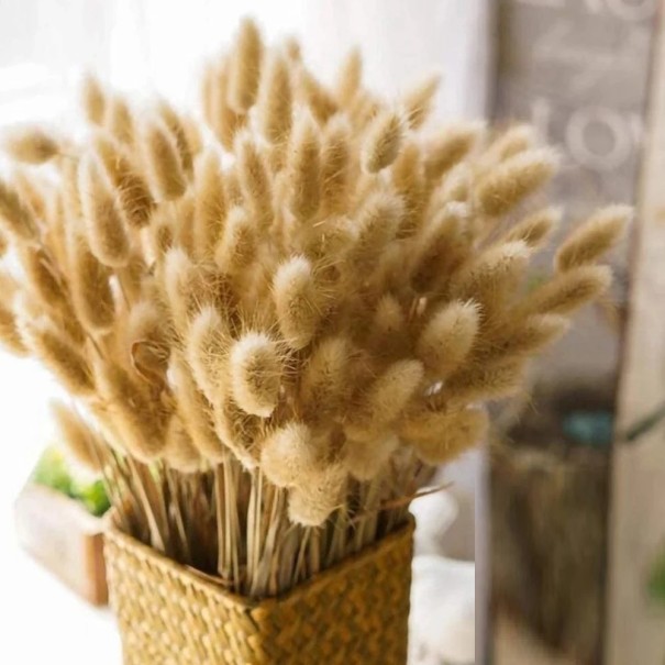 Herbe de pampa décorative 100 pcs 1