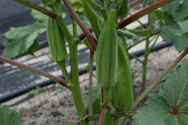 Ibišek jedlý semínka Okra burgunda snadné pěstování  uvnitř, venku, na záhonech, v květináčích Ibiškovec jedlý semena 10 ks 1