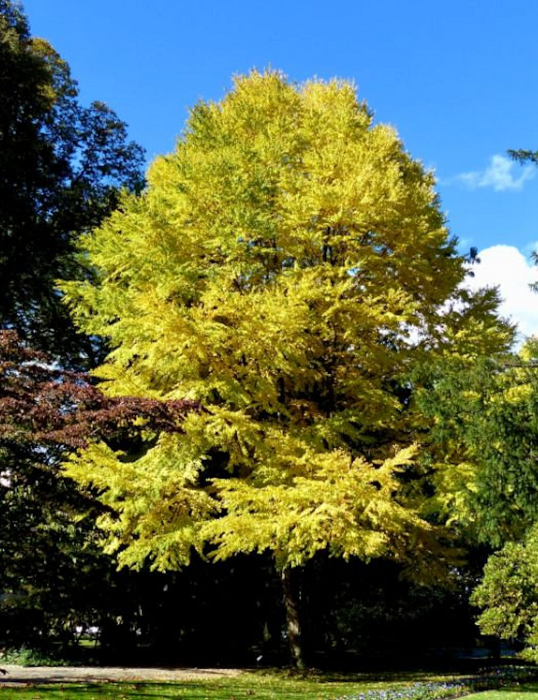 Japán Cercidiphyllum japonicum lombhullató fa könnyen termeszthető a szabadban 100 db mag 1