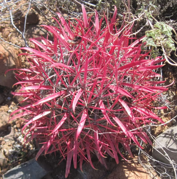 Kaktus Ferocactus gracilis podgatunek coloratus Łatwa w uprawie w pomieszczeniach zamkniętych 15 nasion 1