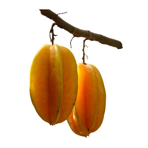 Karambola Averrhoa carambola 10 buc seminte pom fructifer exotic cu fructe în formă de stea pentru cultivare acasă sau în seră