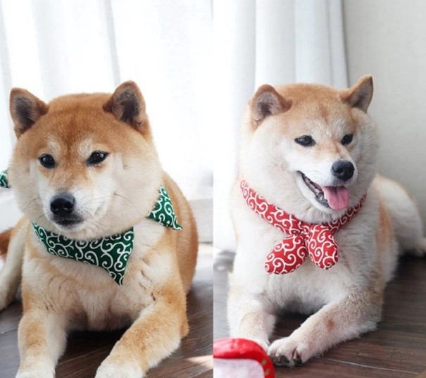 Katoenen sjaal voor honden